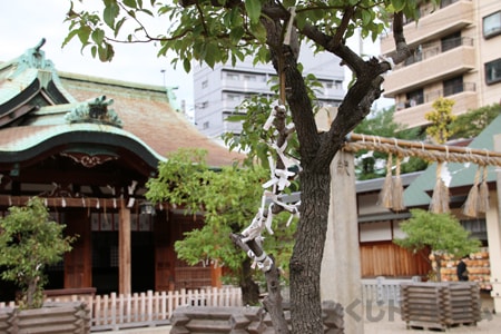 今宮戎神社（大阪府大阪市）のおみくじ掛けの植木