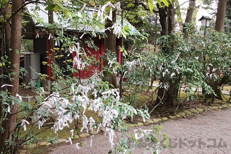 赤坂氷川神社 木の枝に結ばれているおみくじの様子